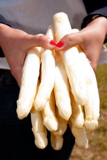 Spargel - Foto D. Bieger, Krewelshof   
