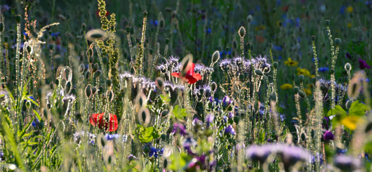Blumenwiese im Volkspark Niddatal